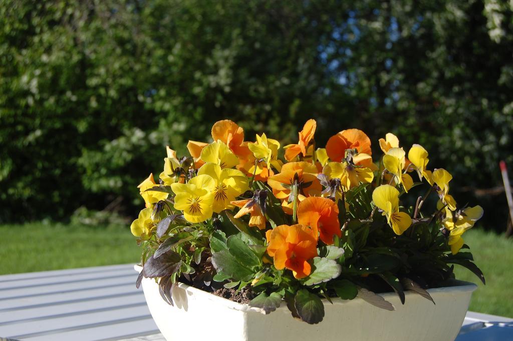 Brunnsgarden Bed & Breakfast Skellefteå エクステリア 写真