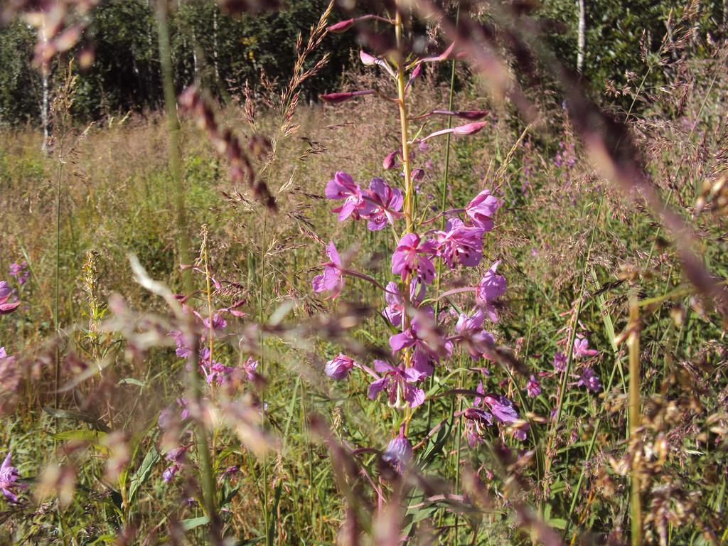 Brunnsgarden Bed & Breakfast Skellefteå エクステリア 写真
