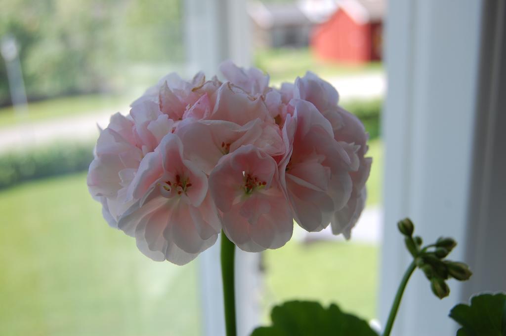 Brunnsgarden Bed & Breakfast Skellefteå エクステリア 写真